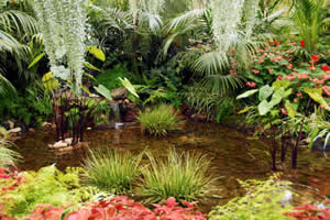 Water garden with fern plantings