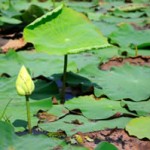 lilly_pads