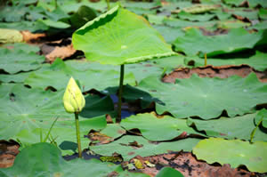 lilly_pads